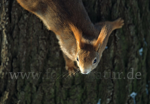 Eichhörnchen (Sciurus vulgaris)