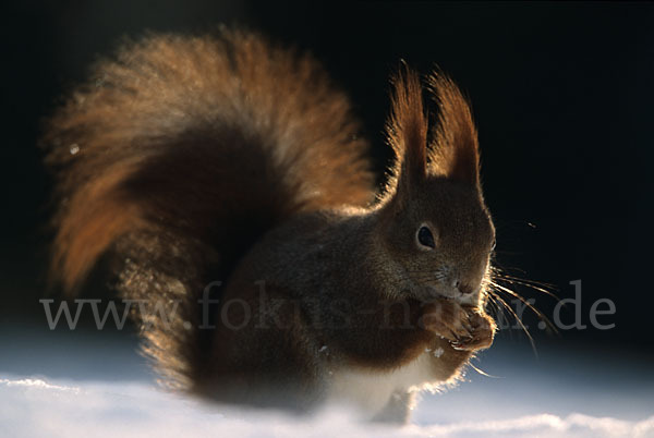 Eichhörnchen (Sciurus vulgaris)