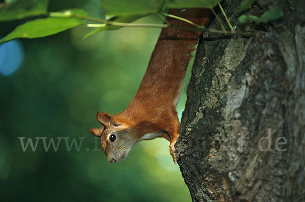 Eichhörnchen (Sciurus vulgaris)