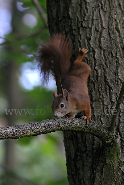 Eichhörnchen (Sciurus vulgaris)