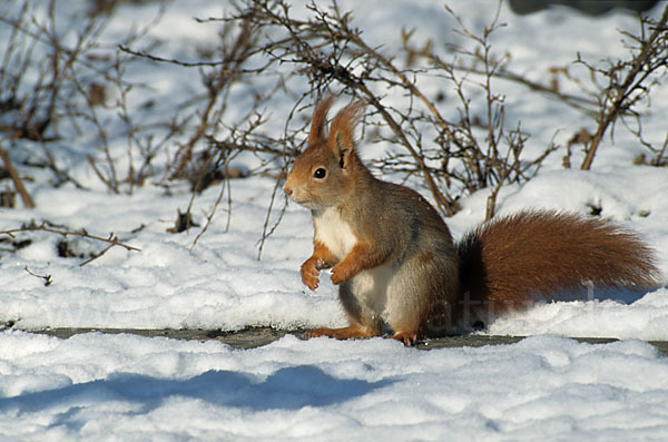 Eichhörnchen (Sciurus vulgaris)