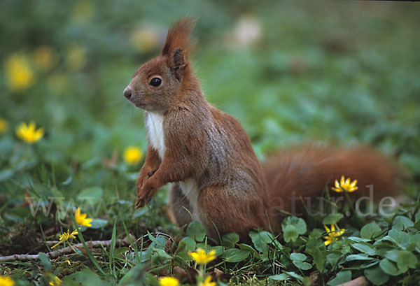 Eichhörnchen (Sciurus vulgaris)