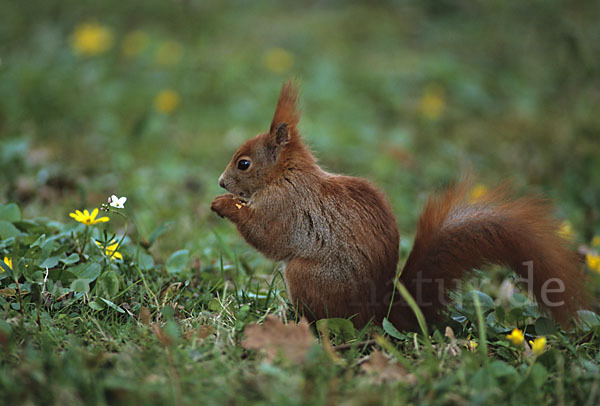 Eichhörnchen (Sciurus vulgaris)