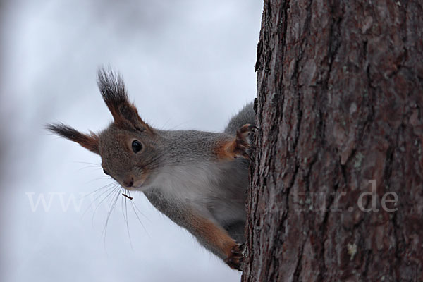 Eichhörnchen (Sciurus vulgaris)