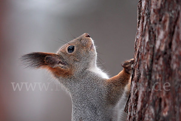 Eichhörnchen (Sciurus vulgaris)