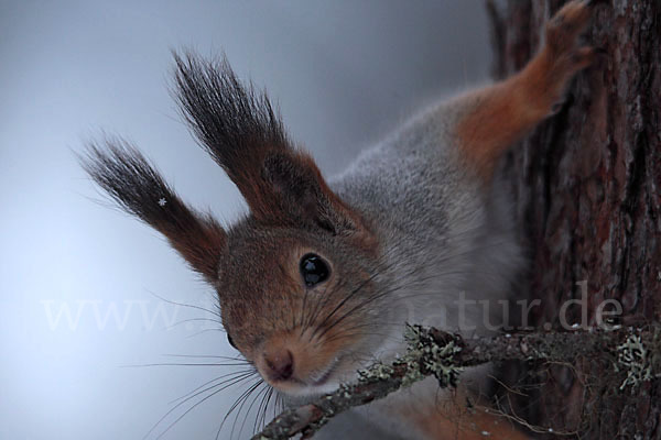 Eichhörnchen (Sciurus vulgaris)