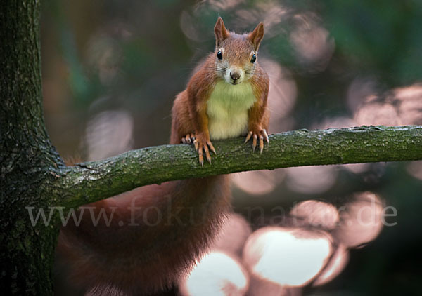 Eichhörnchen (Sciurus vulgaris)