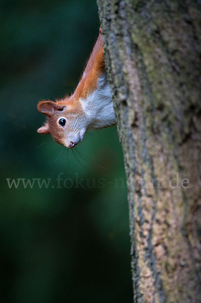 Eichhörnchen (Sciurus vulgaris)