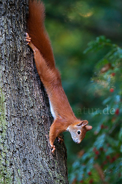 Eichhörnchen (Sciurus vulgaris)