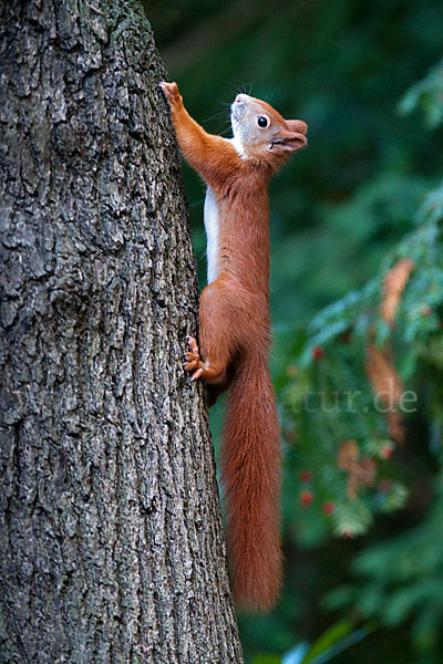 Eichhörnchen (Sciurus vulgaris)