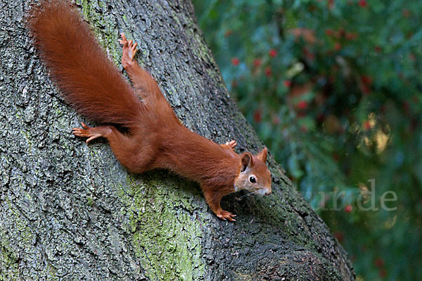 Eichhörnchen (Sciurus vulgaris)