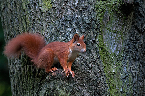 Eichhörnchen (Sciurus vulgaris)