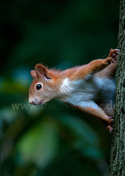 Eichhörnchen (Sciurus vulgaris)