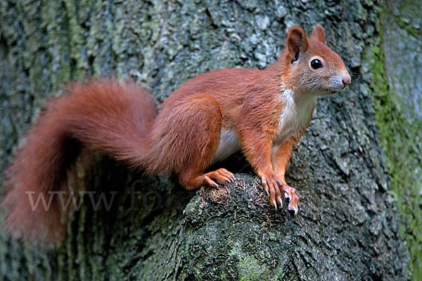 Eichhörnchen (Sciurus vulgaris)