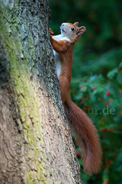 Eichhörnchen (Sciurus vulgaris)