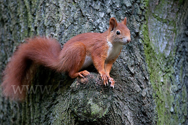 Eichhörnchen (Sciurus vulgaris)