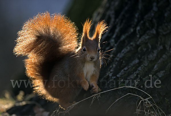 Eichhörnchen (Sciurus vulgaris)