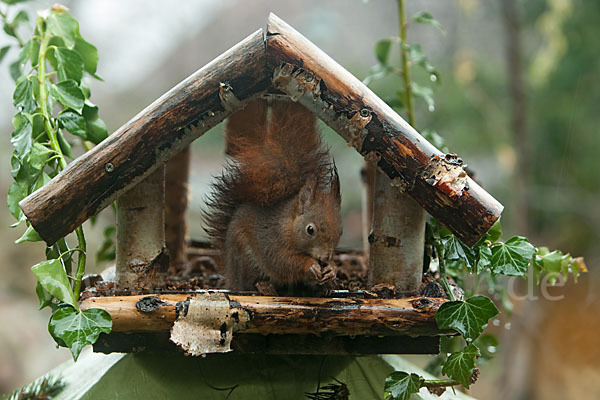 Eichhörnchen (Sciurus vulgaris)