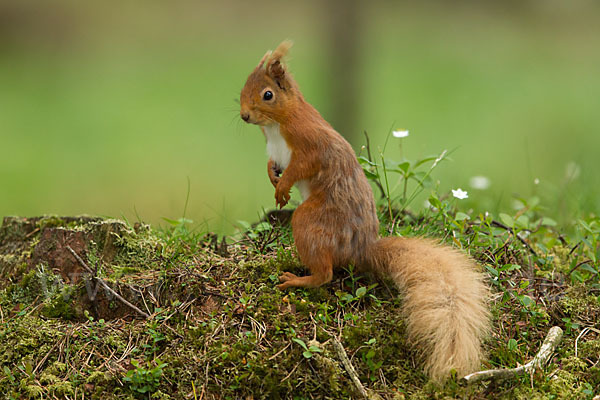 Eichhörnchen (Sciurus vulgaris)