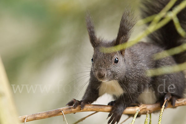 Eichhörnchen (Sciurus vulgaris)