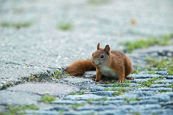 Eichhörnchen (Sciurus vulgaris)