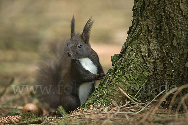 Eichhörnchen (Sciurus vulgaris)