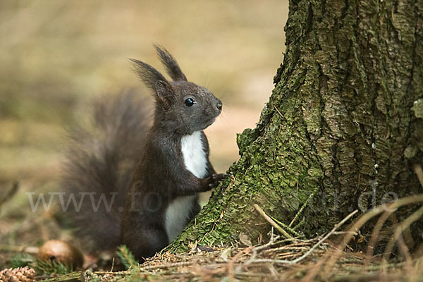 Eichhörnchen (Sciurus vulgaris)