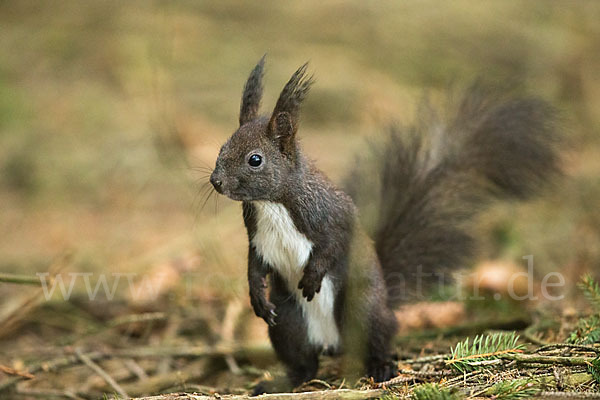 Eichhörnchen (Sciurus vulgaris)