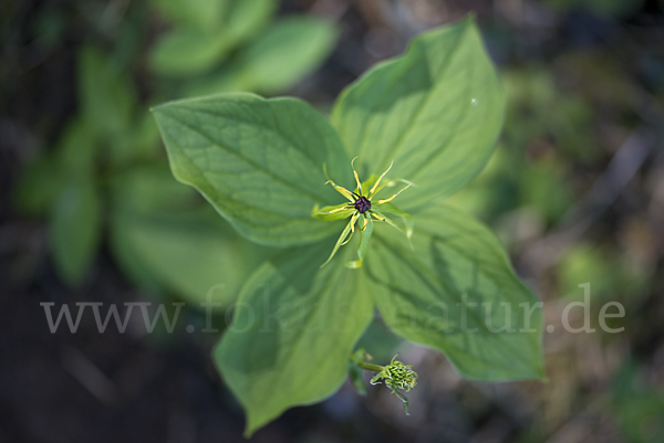 Einbeere (Paris quadrifolia)