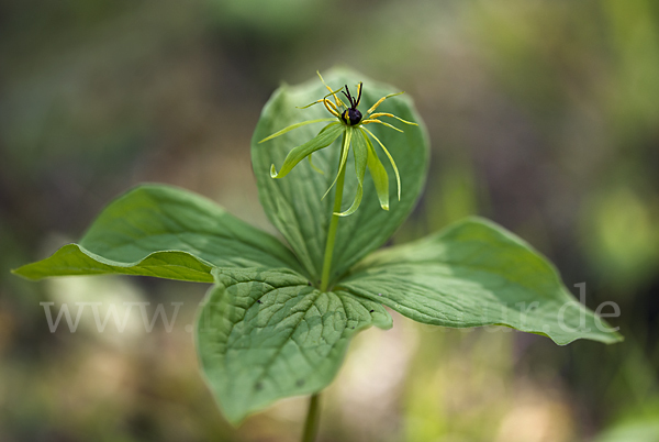 Einbeere (Paris quadrifolia)