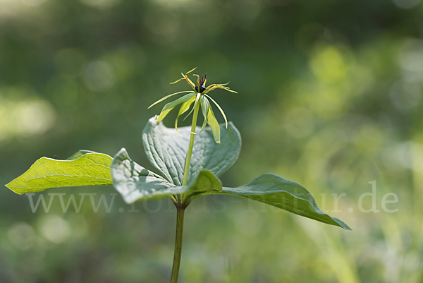 Einbeere (Paris quadrifolia)