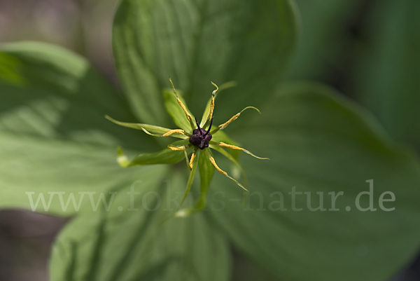 Einbeere (Paris quadrifolia)