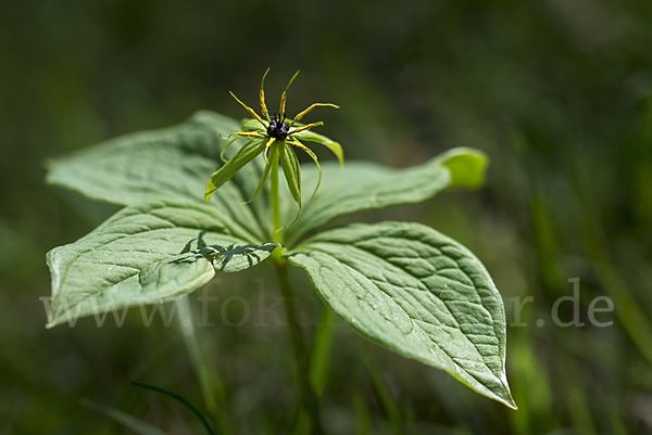 Einbeere (Paris quadrifolia)