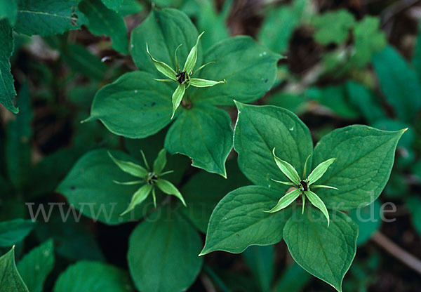 Einbeere (Paris quadrifolia)