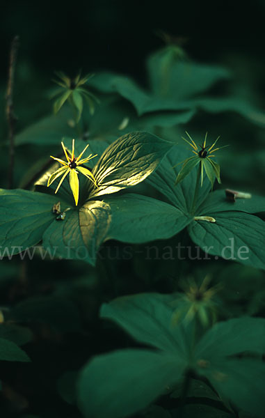 Einbeere (Paris quadrifolia)