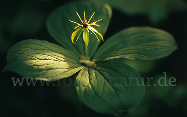 Einbeere (Paris quadrifolia)