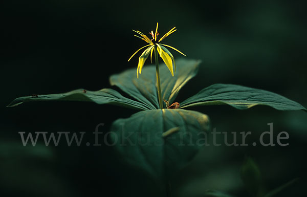 Einbeere (Paris quadrifolia)