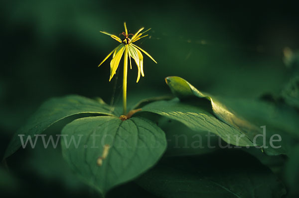 Einbeere (Paris quadrifolia)