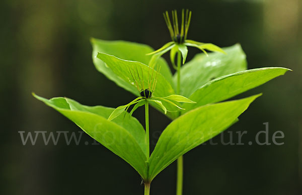 Einbeere (Paris quadrifolia)