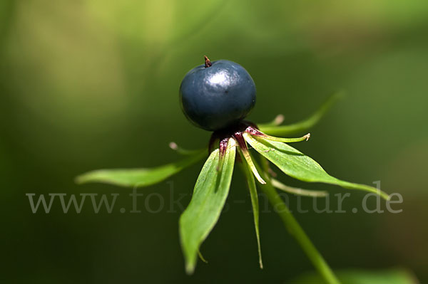 Einbeere (Paris quadrifolia)