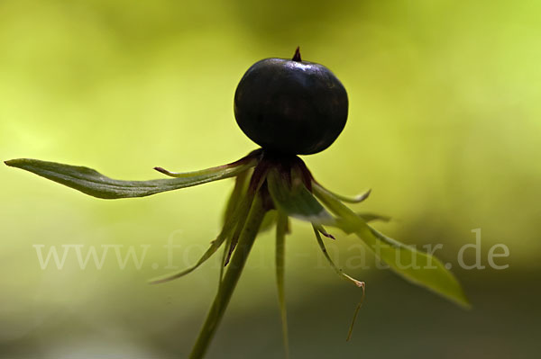 Einbeere (Paris quadrifolia)