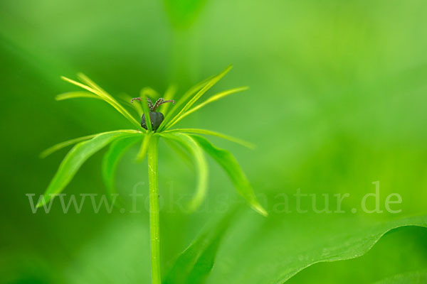 Einbeere (Paris quadrifolia)