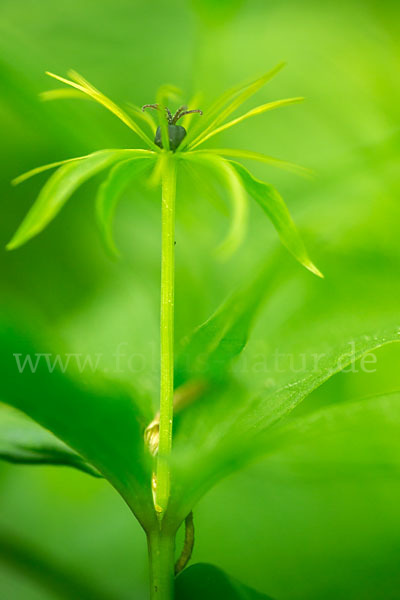 Einbeere (Paris quadrifolia)