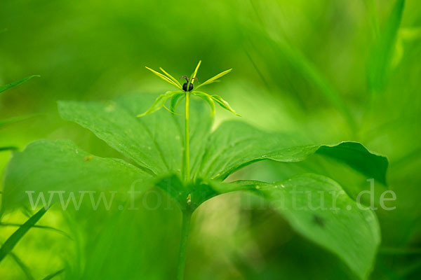 Einbeere (Paris quadrifolia)