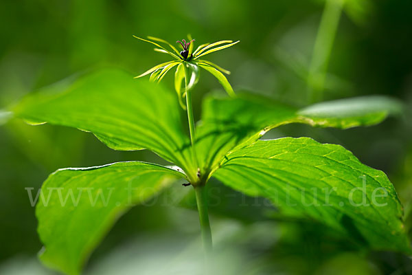 Einbeere (Paris quadrifolia)