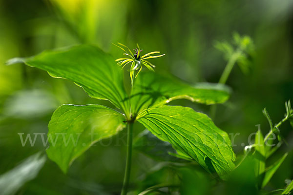 Einbeere (Paris quadrifolia)