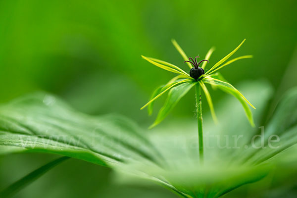 Einbeere (Paris quadrifolia)