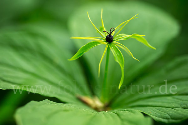 Einbeere (Paris quadrifolia)