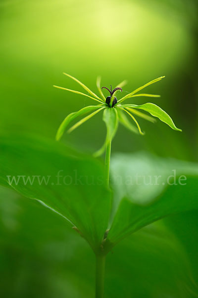 Einbeere (Paris quadrifolia)