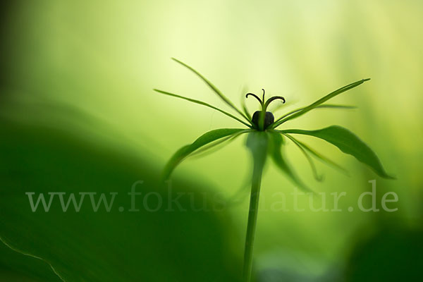 Einbeere (Paris quadrifolia)